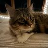 platykat